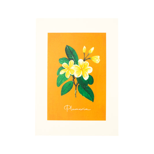 A3 Artprint (Plumeria)